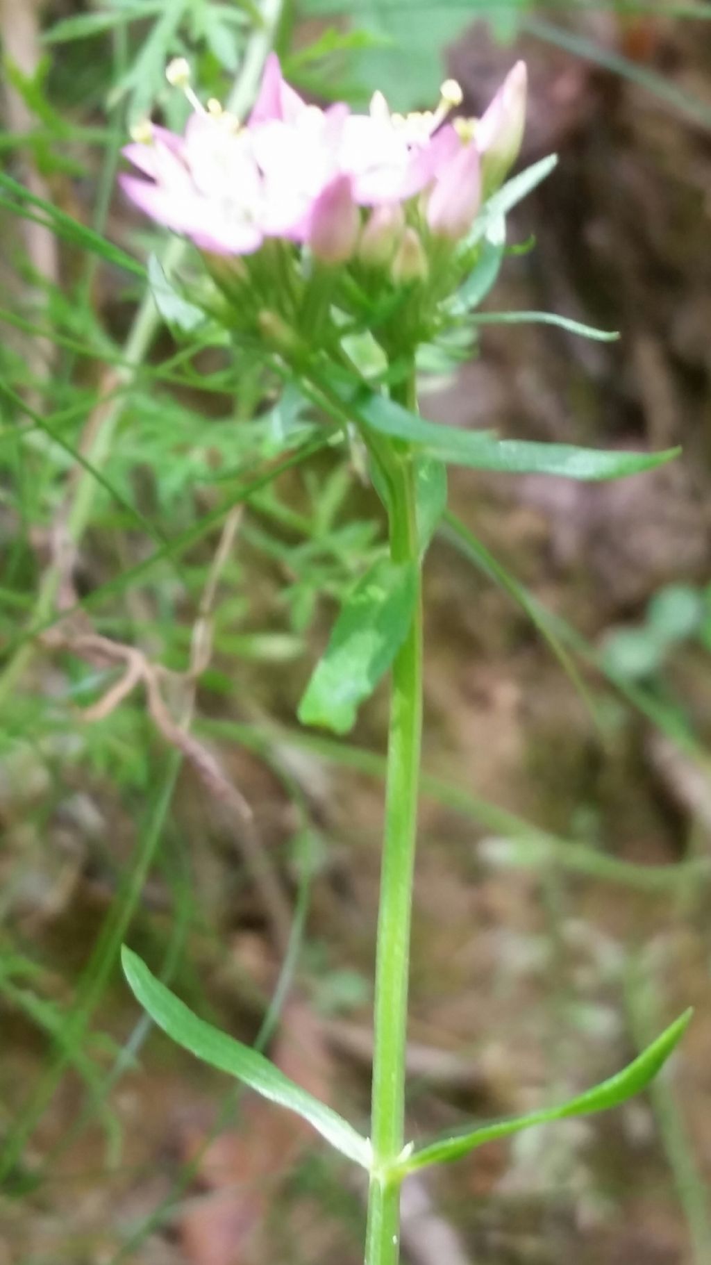 Centaurium erythraea, Gentianaceae